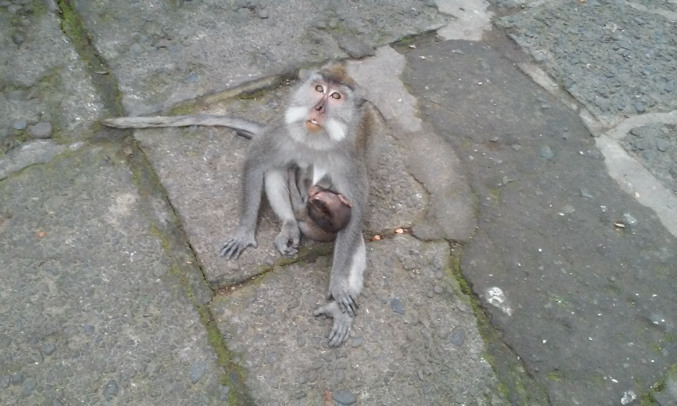 Bali Impressions. A monkey.