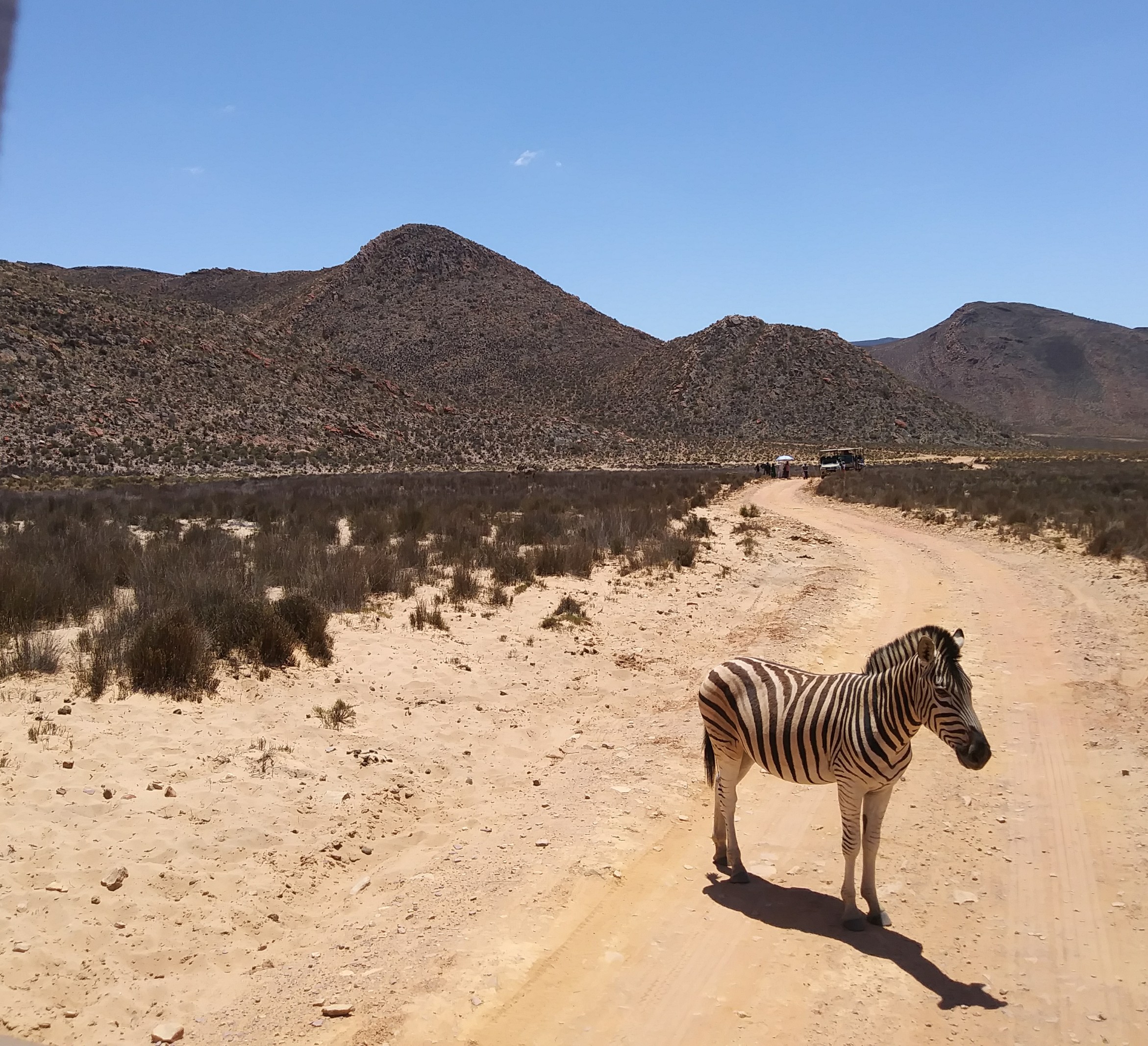 Wild Safari. Picture of a zebra in the safari