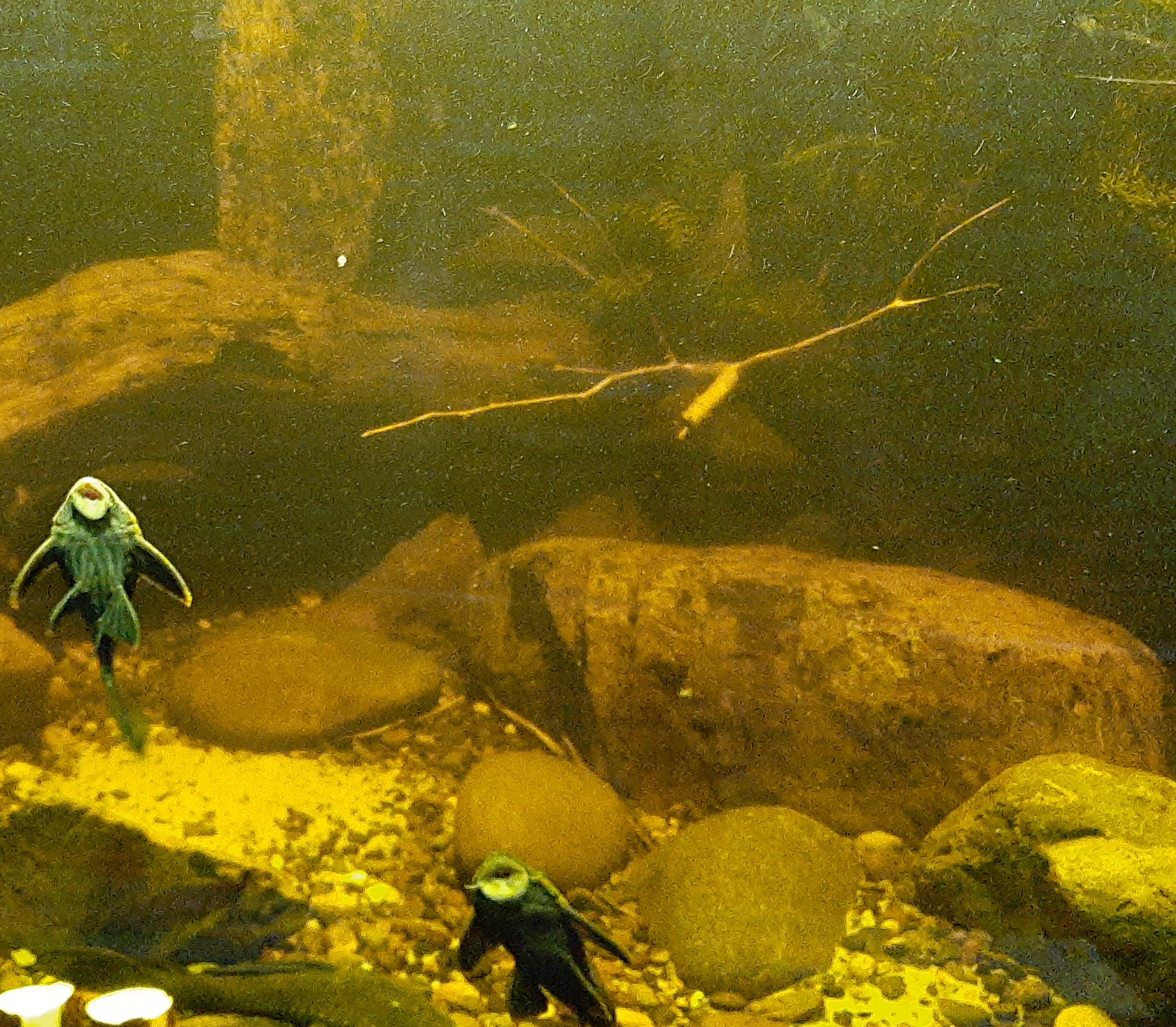 Fish in aquarium at Cali Zoo