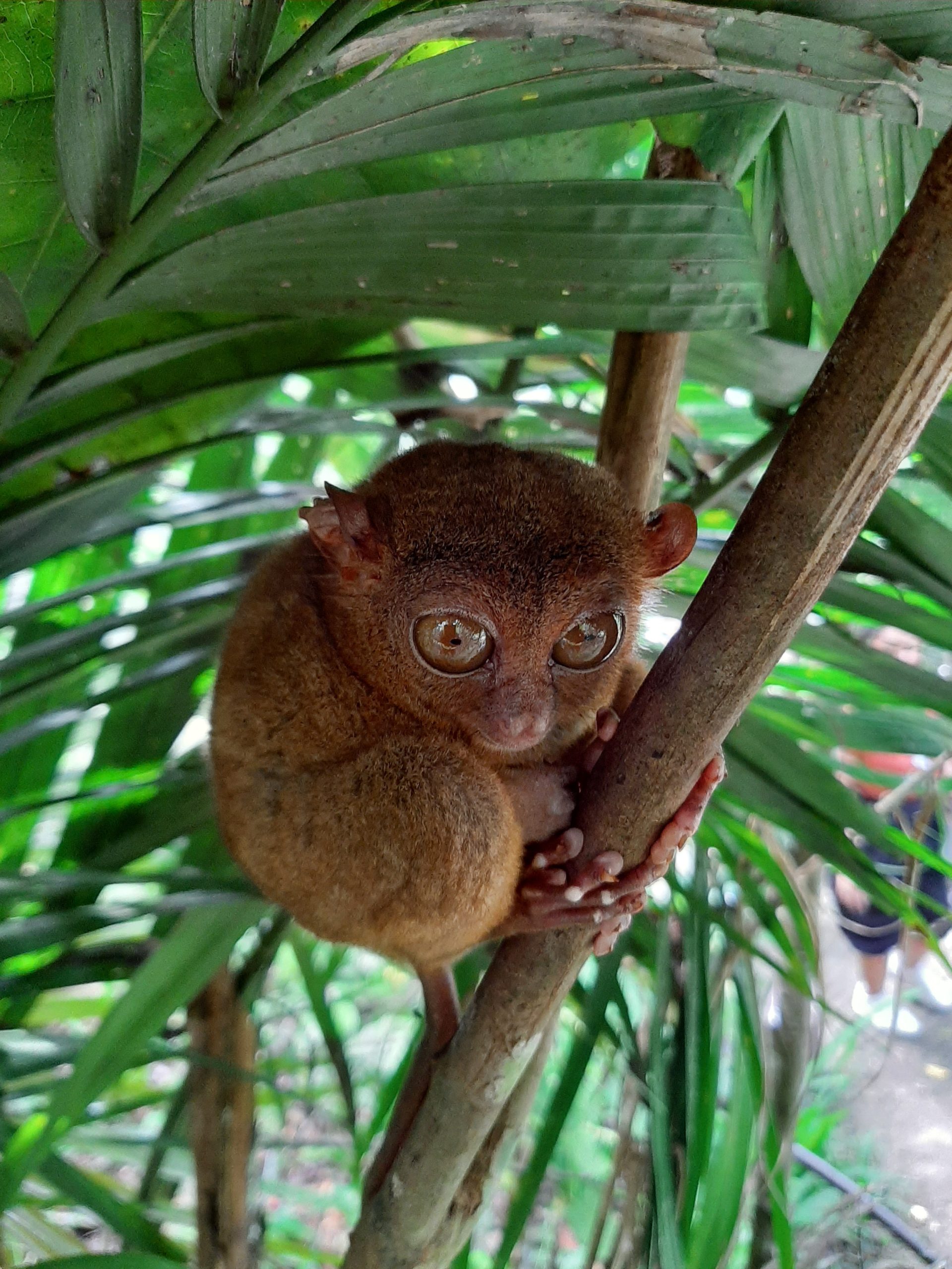 Tarsier in the tree