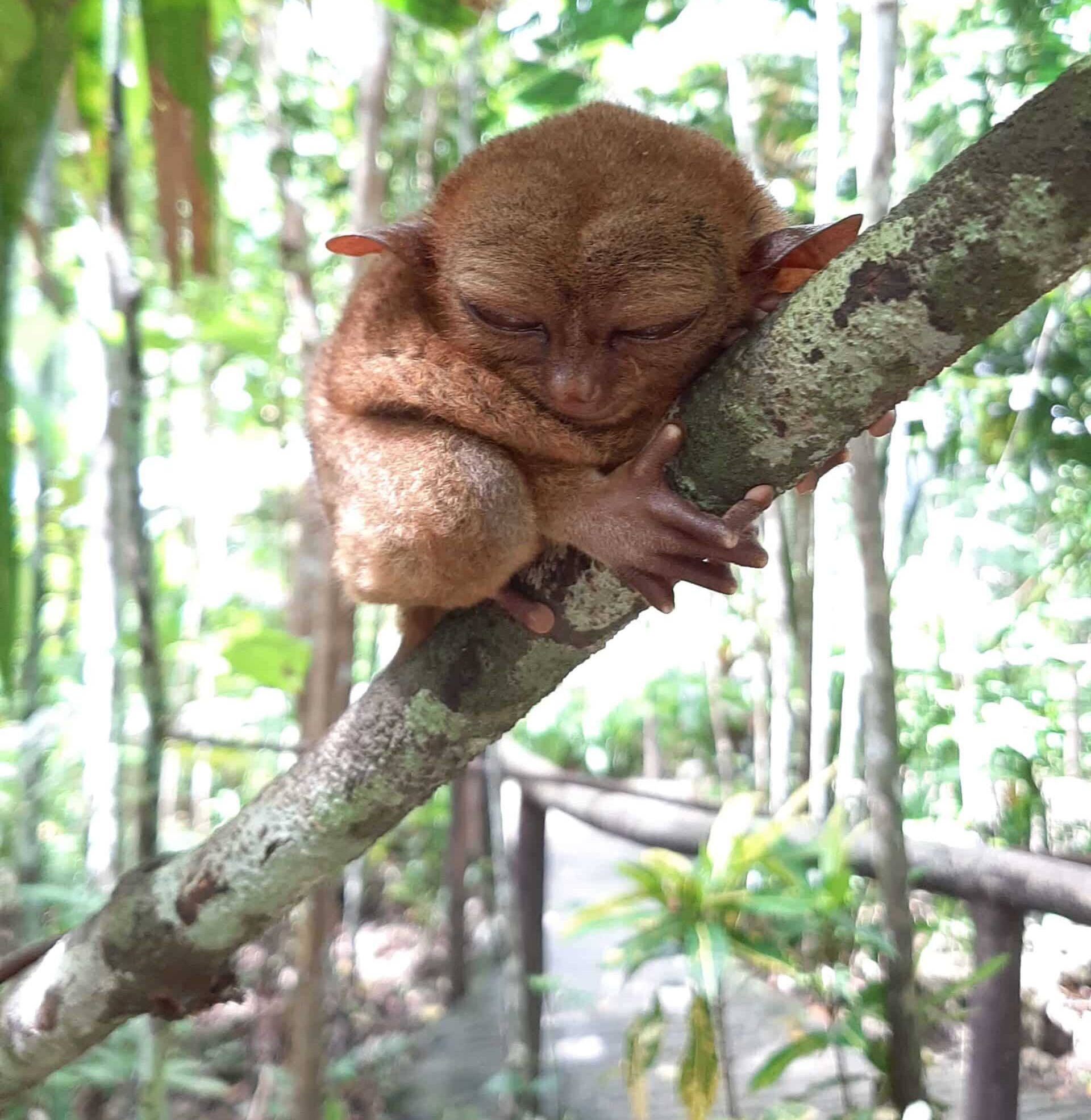 tarsier hugging onto a tree branch